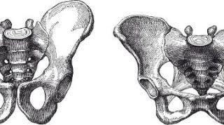 Anatomía de la pelvis femenina y masculina. Suelo pélvico y diferencias entre ambos