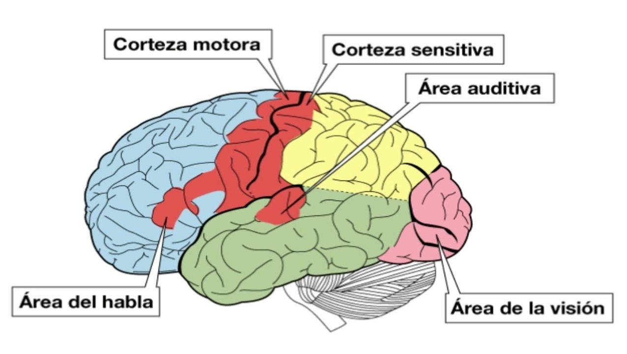 Qué es la corteza cerebral