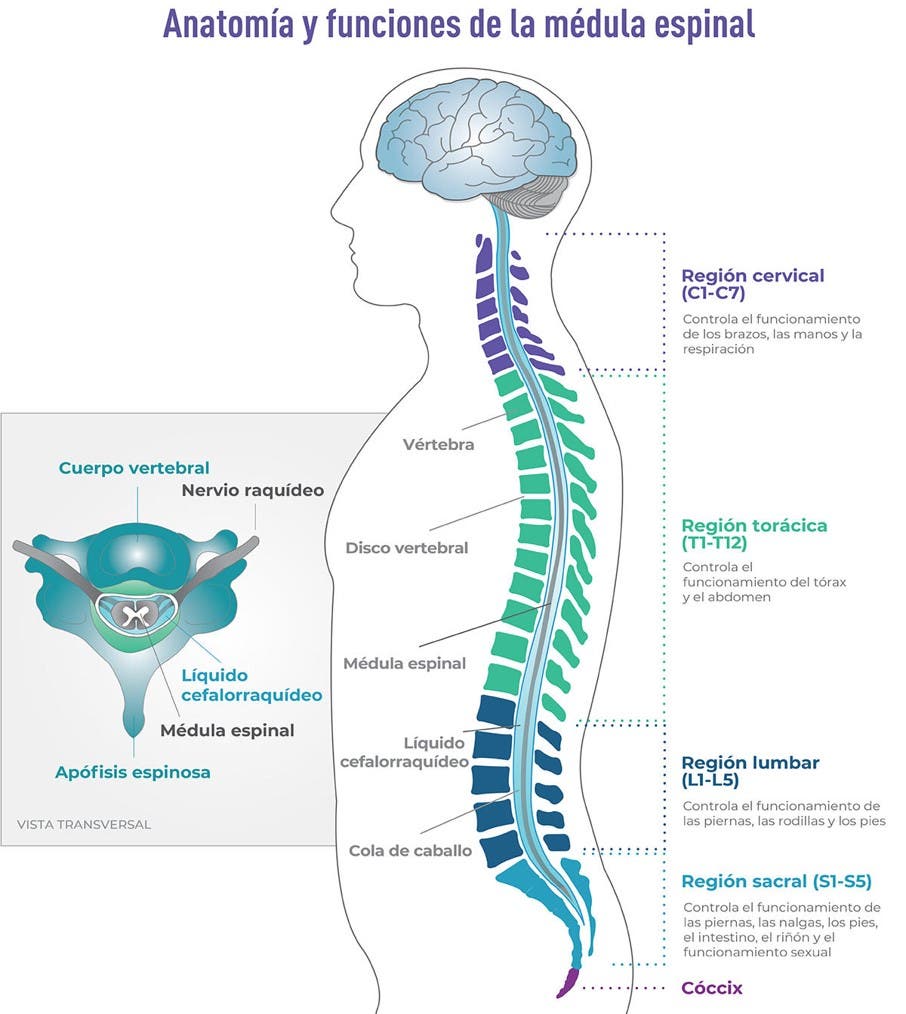 partes de la medula espinal