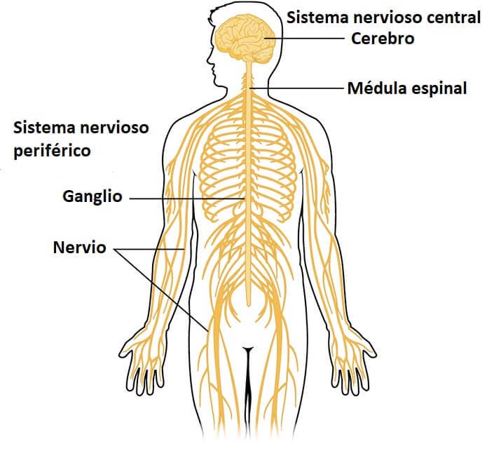 ¿Qué es el sistema nervioso central?
