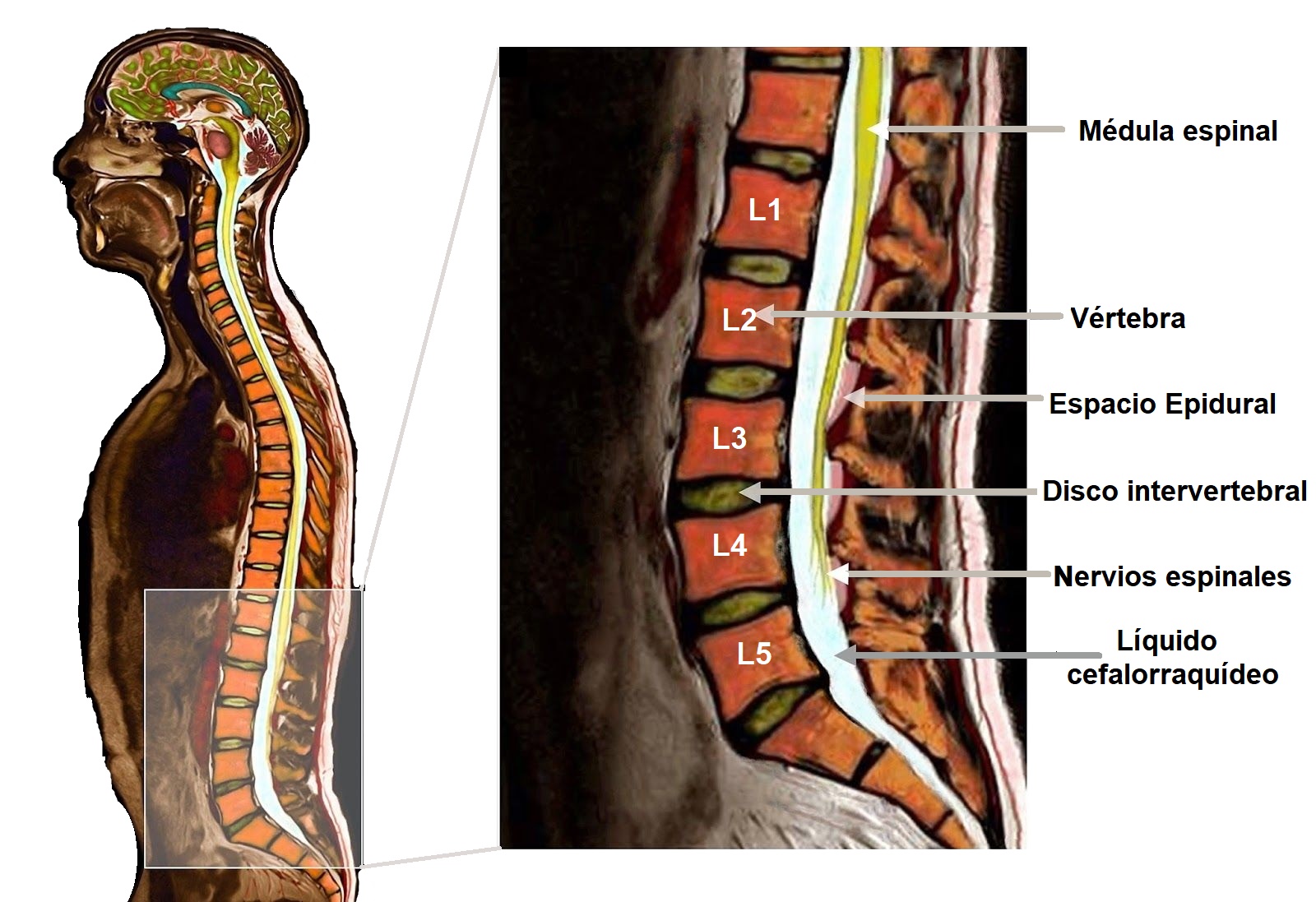 anatomía de la columna lumbar