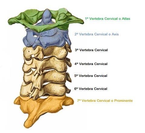 Anatomía de las vértebras cervicales 