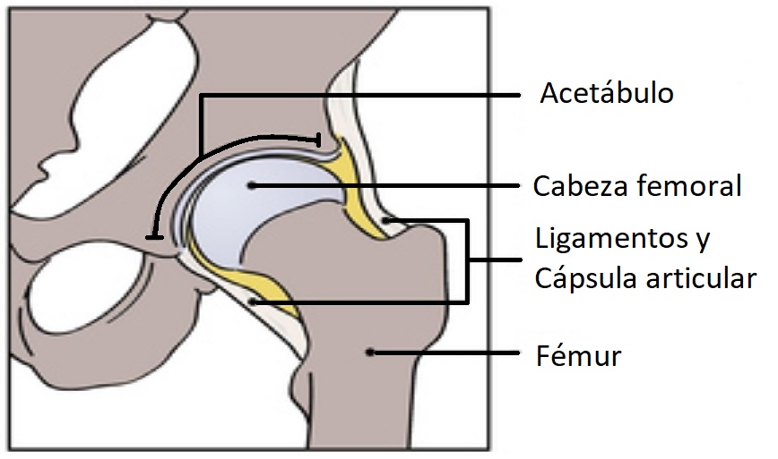 anatomia de la artículacion de la cadera