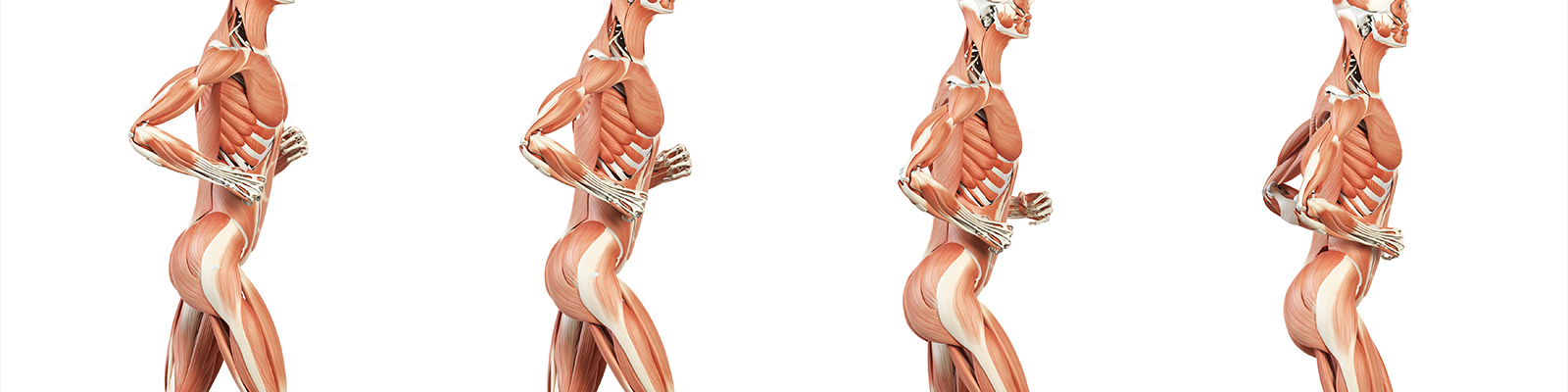 Componentes y estructuras musculares