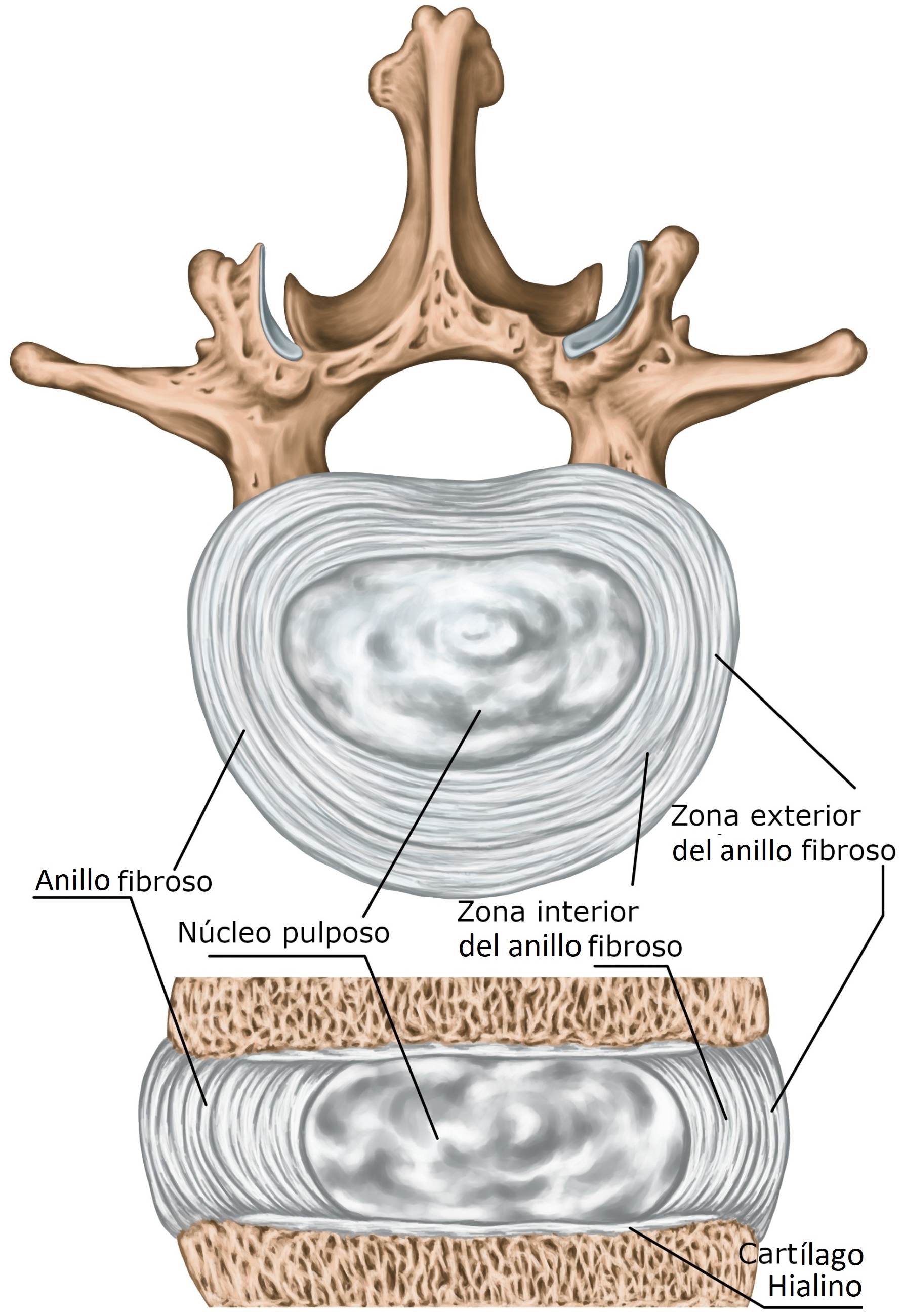 anatomía del disco intervertebral