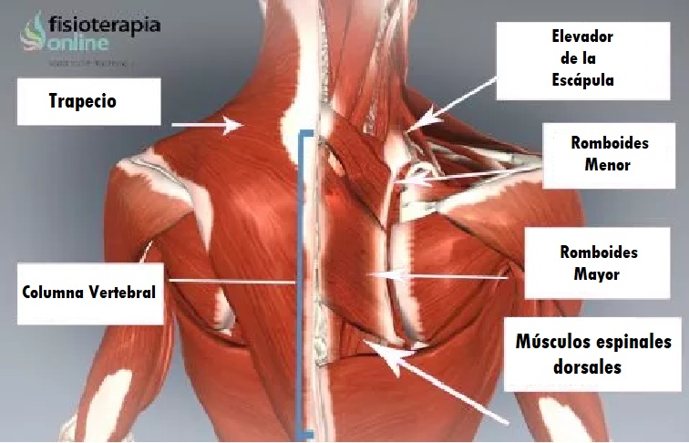 músculos dorsales