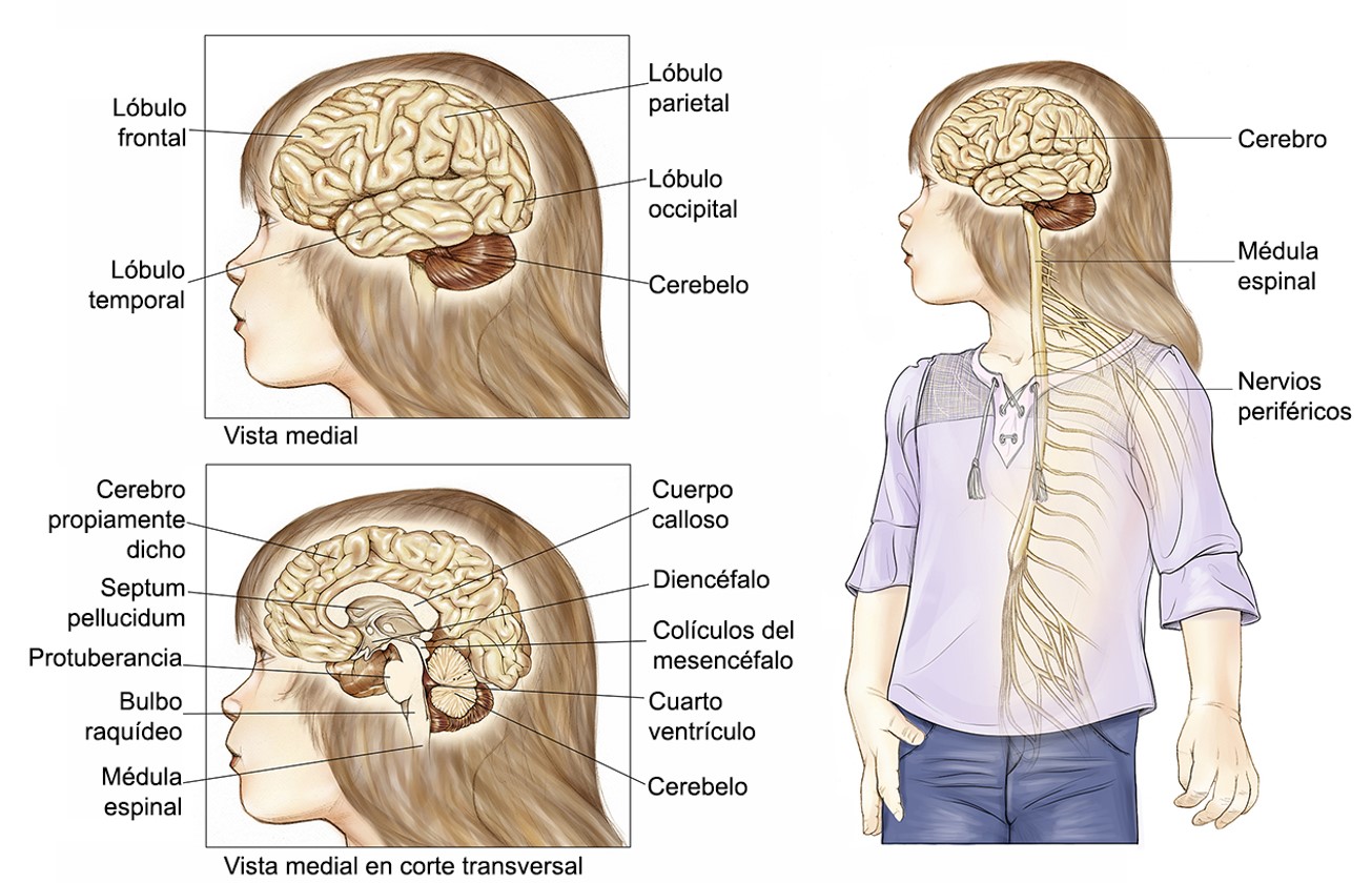 partes del sistema nervioso central