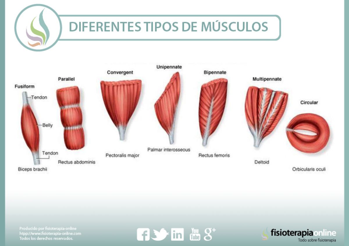 tipos de musculos segun su forma
