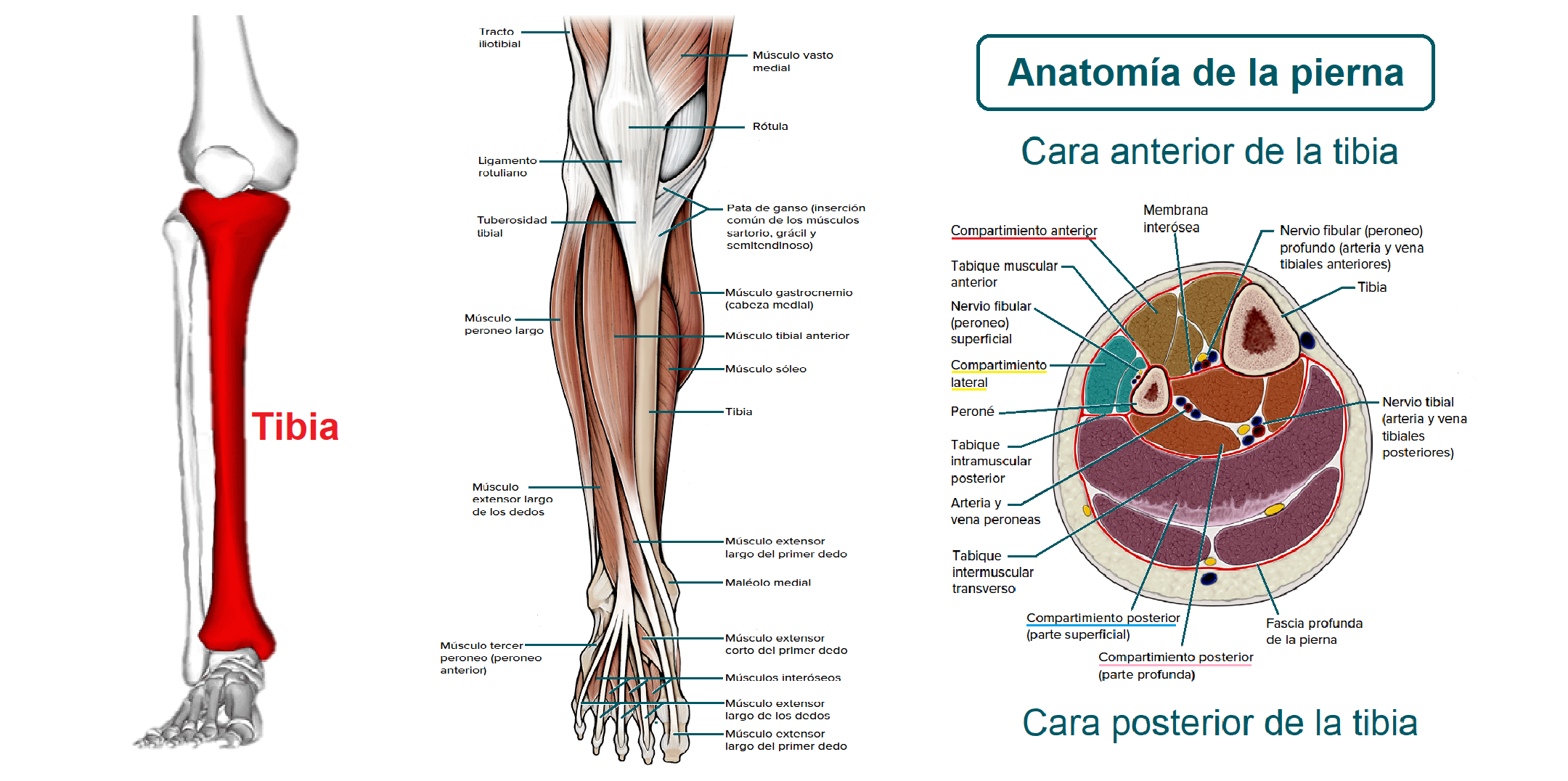 anatomia de la pierna
