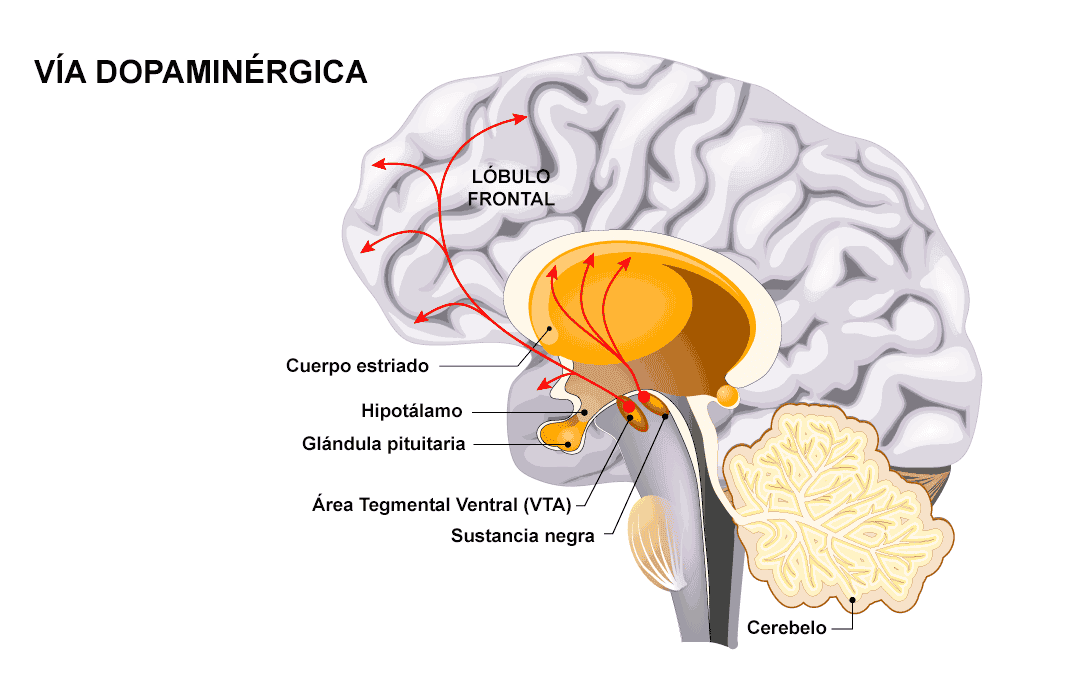 funcionamiento de la dopamina en el cerebro