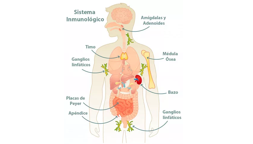 sistema inmunológico