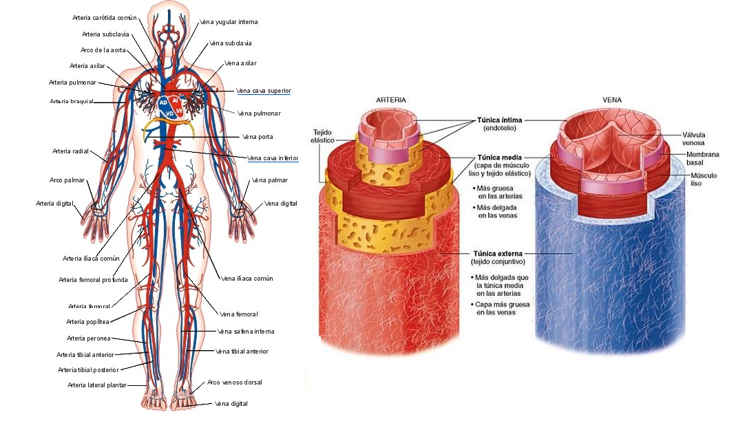 anatomía del sistema venoso