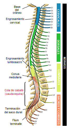 anatomía de la cola de caballo o cauda equina
