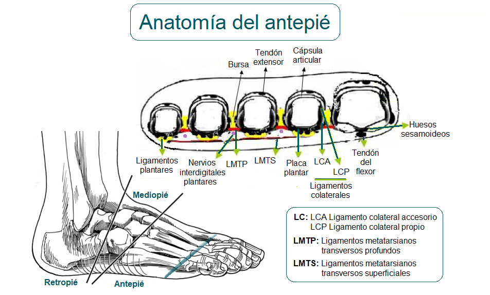 Anatomía del antepié
