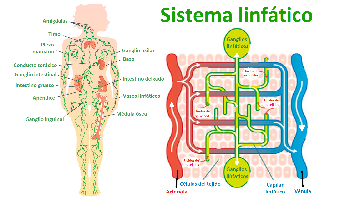 anatomía del sistema linfático