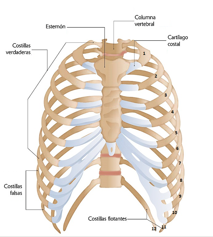 anatomía de la costilla