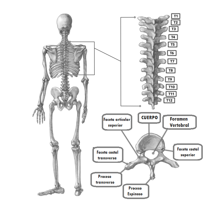 columna dorsal o torácica