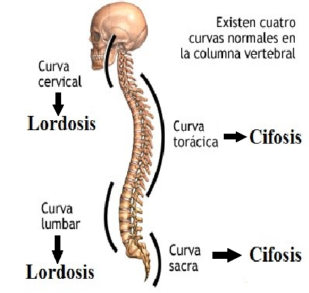 Curvaturas fisiológicas de la columna vertebral