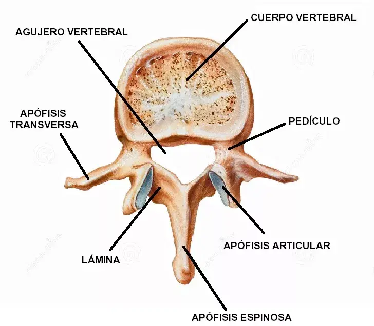 vértebras cervicales 